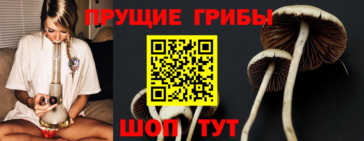 Псилоцибиновые грибы Cubensis Чехов